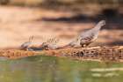Gambels Quail female with young-Pima County-Arizona Art Print